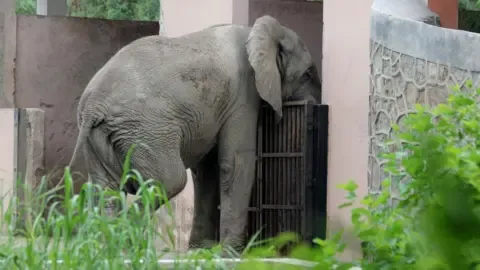 Isolated Existence and Passing of Delhi’s Only African Elephant
